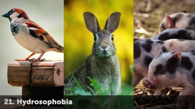 25 Strange Phobias You May Not Know You Have