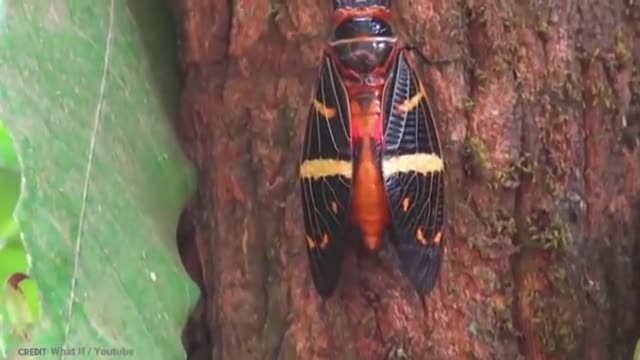 15 Tasty Animals you can eat | Part 2