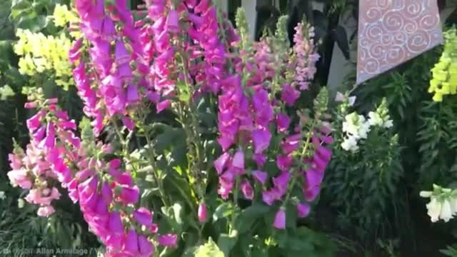 15 Most Deadly plants | Part 2