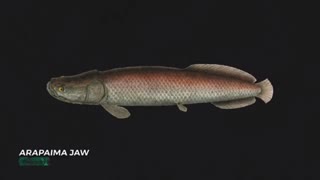 The Giant Fish That Makes Milk