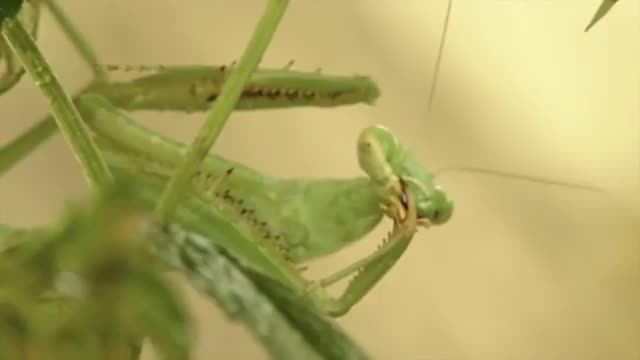 This Is Why Snakes Are Afraid of Mantises