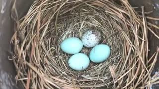 Worst Animal Parent | Part 2