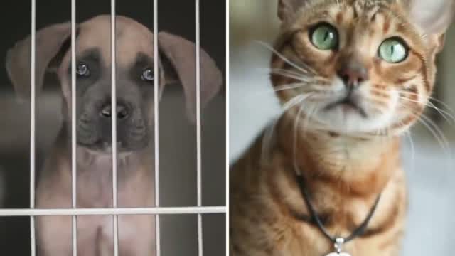 Unusual Food only exist in China | Part 4