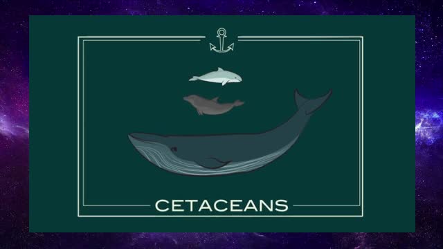 How smart are dolphins