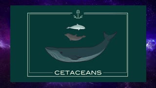 How smart are dolphins