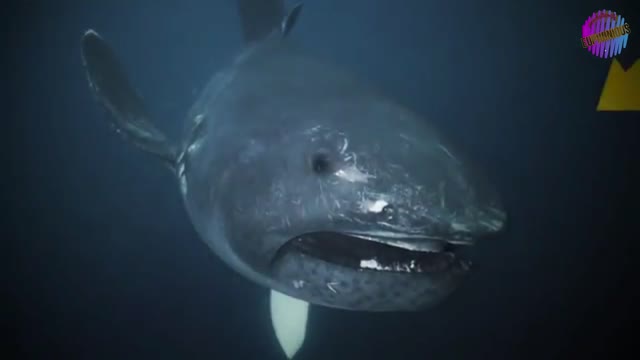 14 Sharks That Will Terrify You More Than Meg