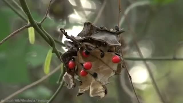 15 Most Deadly plants | Part 3