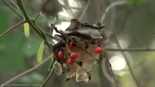 15 Most Deadly plants | Part 3