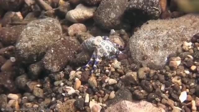 15 Dangerous Ocean Creatures | Part 3