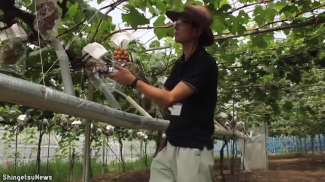 15 Expensive fruits only rich can buy | Part 4