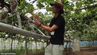 15 Expensive fruits only rich can buy | Part 4