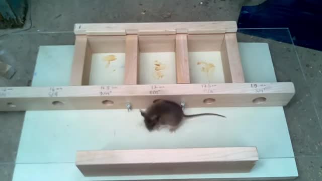 How small a hole can a mouse get through? Experiments