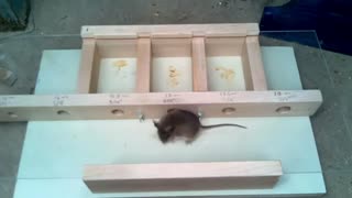 How small a hole can a mouse get through? Experiments