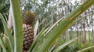 15 Expensive fruits only rich can buy | Part 2