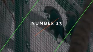 14 Animals that are last of their kind | Part 1