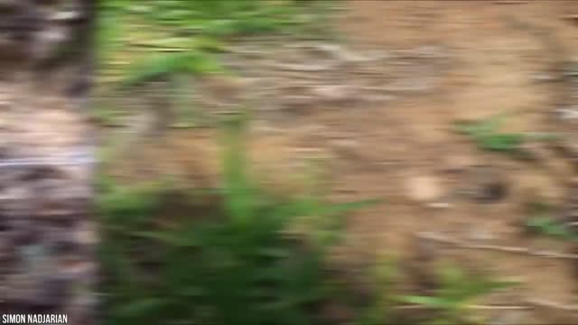 15 Most Amazing Home Built by Animal Architect | Part 3