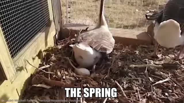 15 Most Unique Bird Eggs in the world | Part 2