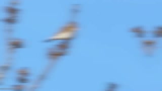 15 Most Unique Bird Eggs in the world | Part 4