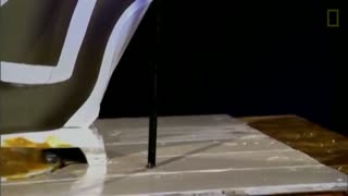 See How Easily a Rat Can Wriggle Up Your Toilet | National Geographic