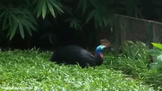 9 Deadliest Birds on Earth | Part 1