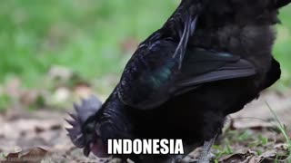 15 Most Unique Bird Eggs in the world | Part 1