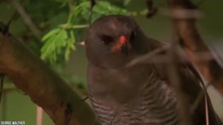 15 Most Amazing Home Built by Animal Architect | Part 1