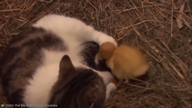 Unbelievable Animals that saved other animals | Part 4