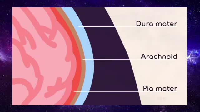 Why is meningitis so dangerous?
