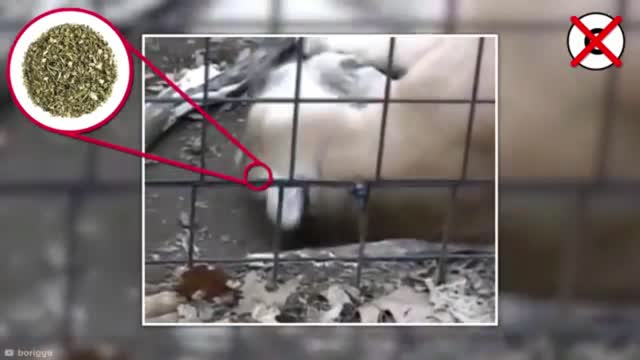 Animal Attack Riddles That Could Save Your Life