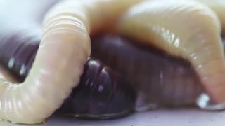 Unusual Animals can Live after Death | Part 2