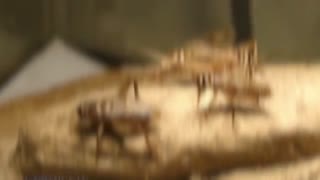 15 Tasty Animals you can eat | Part 3