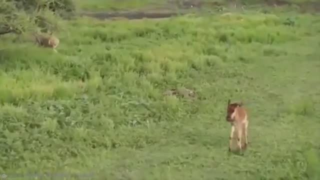 Unbelievable Animals that saved other animals | Part 1