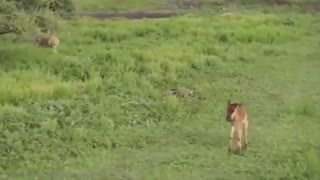 Unbelievable Animals that saved other animals | Part 1