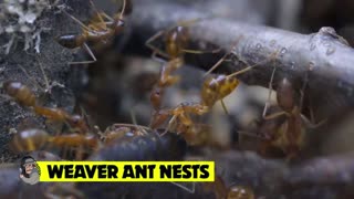 15 Most Amazing Home Built by Animal Architect | Part 2