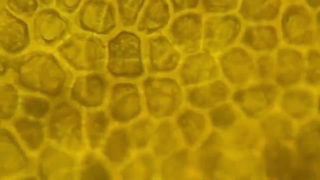 15 Things You DON'T Want To See Under A Microscope!