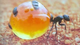 15 Tasty Animals you can eat | Part 1