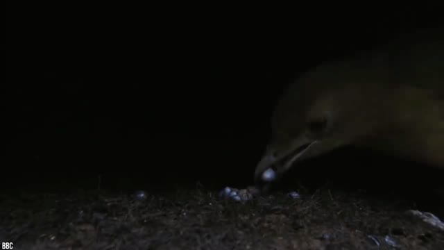 15 Most Amazing Home Built by Animal Architect | Part 4