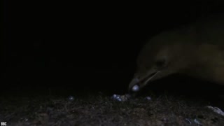 15 Most Amazing Home Built by Animal Architect | Part 4