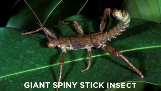 Oddly Terrifying Things that will make you shatter