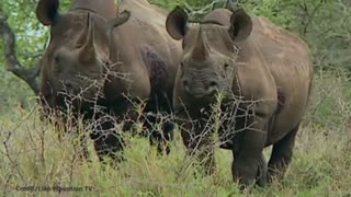 14 Animals that are last of their kind | Part 2