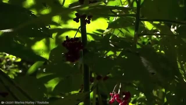 15 Most Deadly plants | Part 4