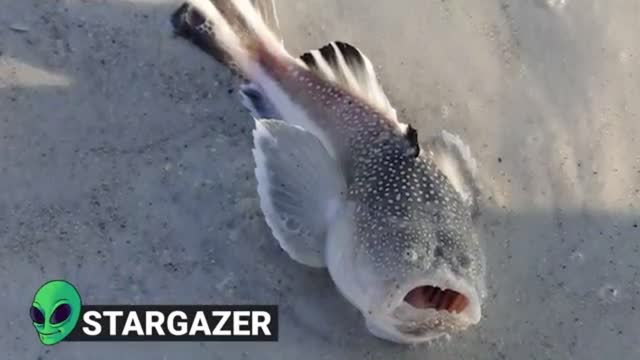 15 Dangerous Ocean Creatures | Part 4