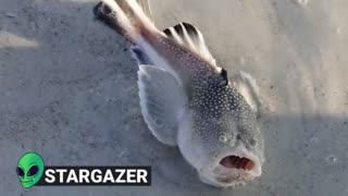 15 Dangerous Ocean Creatures | Part 4