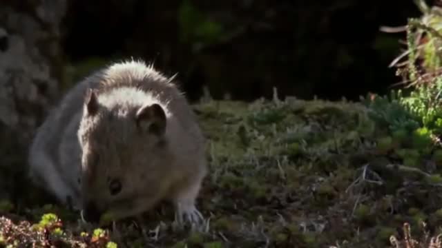 14 Animals that are last of their kind | Part 4