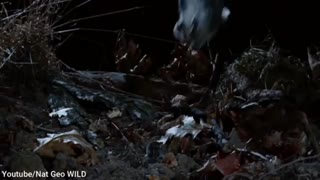 9 Deadliest Birds on Earth | Part 2