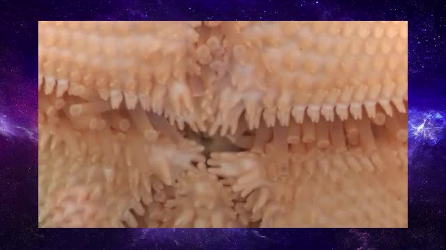 Ever Seen a Starfish Gallop?