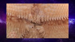 Ever Seen a Starfish Gallop?