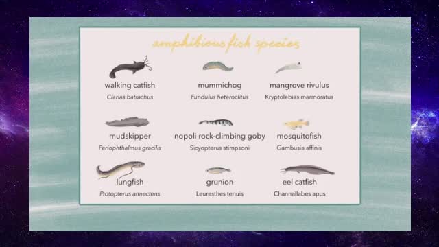 The fish that walk on land