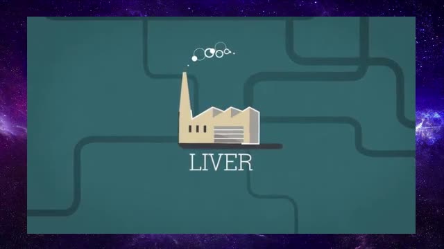 What does the liver do?
