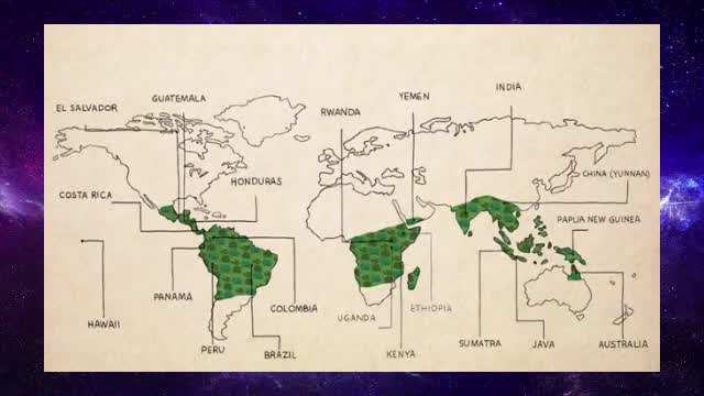 The life cycle of a cup of coffee